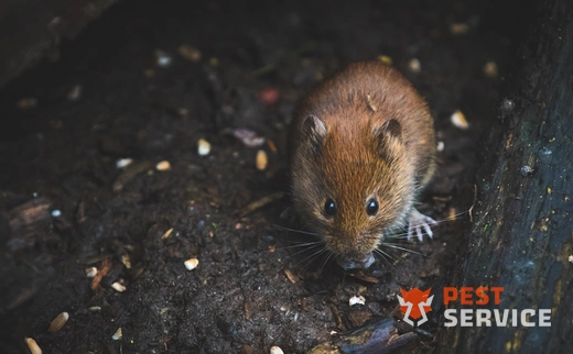 Дератизация в Краснодаре